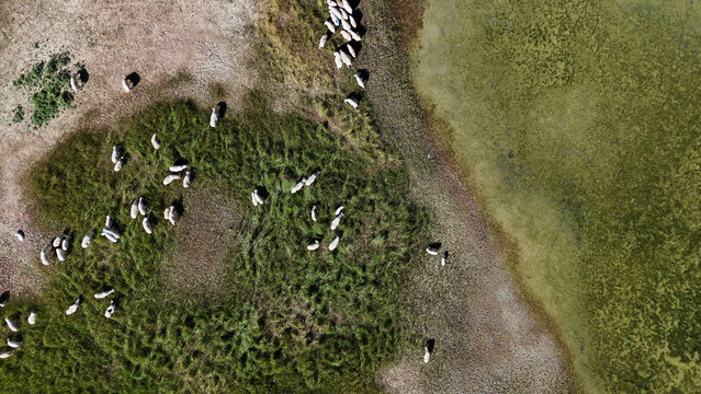 aerial view of sheep flock grazing on grassland and dirt road