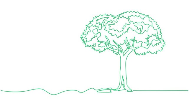 tree vector continuous one line drawing animation, Leaves continuous line drawing animated video. Plant branch one line art, Tree sketch, one line drawing animation. Video clip with alpha channel, pro