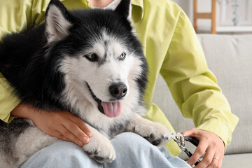 Pet grooming and healthcare, owner trimming dog claws with clippers at home to maintain hygiene and wellness for a husky sitting on a lap © Pixel-Shot