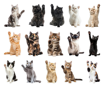 PNG Collection of playful cats raising paws on transparent background