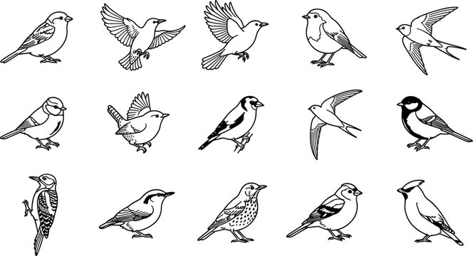 Vintage songbird line art vector set featuring sketch style illustrations of sparrows swallows woodpecker and finches isolated on white background