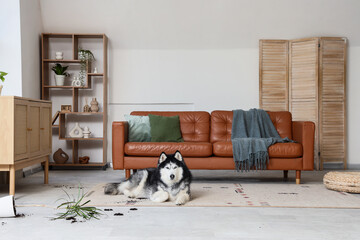 Pet behavior and home mess, Siberian husky dog lying on rug after knocking over a houseplant in a modern living room with leather sofa and decor © Pixel-Shot