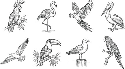 Obraz premium Vintage bird vector set featuring engraved style illustrations of flamingo parrot toucan cockatoo and pelican isolated on white background
