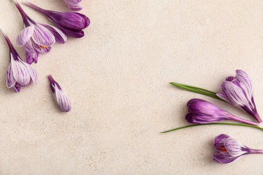 Spring renewal and seasonal change, purple crocus flowers on textured beige background with copy space for greeting card or floral design project