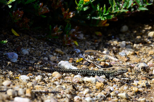 Katalonische Mauereidechse, Katalanische Mauereidechse - M&auml;nnchen // Columbretes wall lizard, Catalan wall lizard - male (Podarcis liolepis liolepis) - Embalse del Ebro, Spanien