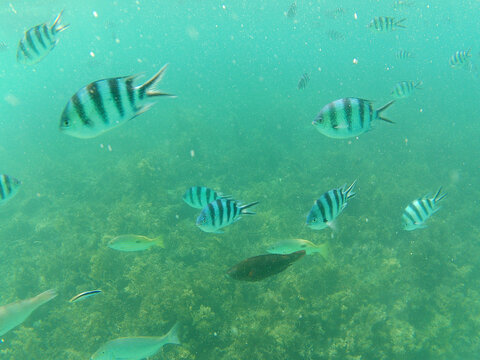 School of sergeant major fish swimming in the sea, Okinawa, Japan
