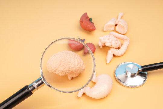 Magnifying glass examining miniature human organs with stethoscope, representing medical diagnosis, organ health, healthcare examination and disease screening.