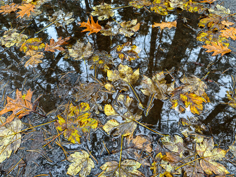 fallen autumn foliage float on a dark water surface with trees reflection.