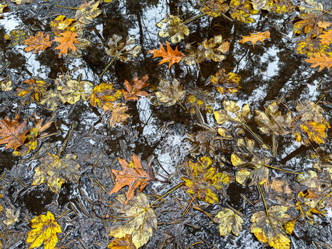 autumn leaves floating in dark still water puddle with trees reflection.
