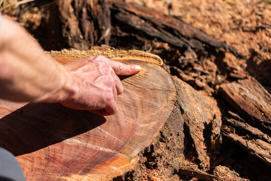 tree surgeon pointing to old damage and dead wood in felled tree trunk