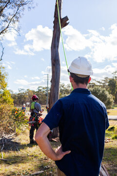 trade apprentice holding rope during tree felling operation wearing head protection