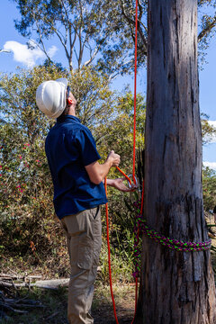 Apprentice arborist using portawrap for friction control while lowering a tree branch