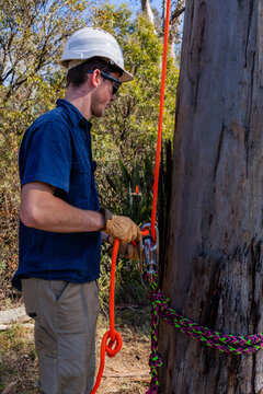 Apprentice arborist using portawrap for friction control while lowering a tree branch