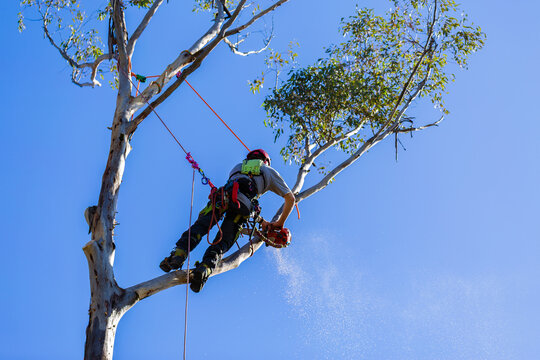 woodchip dust against blue sky as arborist chainsaws branches in tree