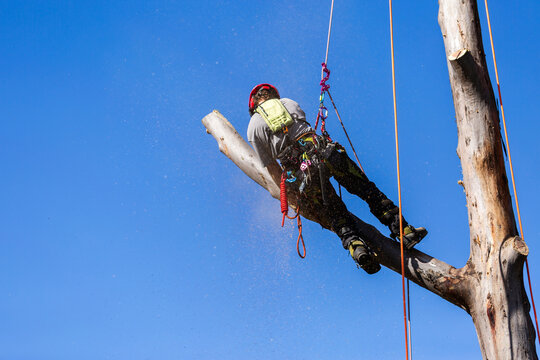 arborist in safety harness and helmet ppe using chainsaw to cut down gumtree branch