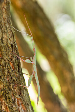 Children's Stick Insect (Tropidoderus childrenii) native Australian bug on branch