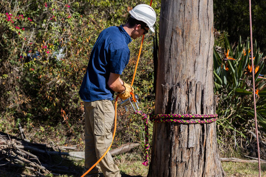 trade apprentice using portawrap and rope to lower branches during tree lopping job