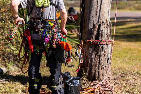 arborist wearing colouful tool belt with carabiners ropes and med kit preparing to climb tree