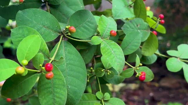 Fresh red berries of Indian snakeroot plant swinging in breeze close up slow motion footage.