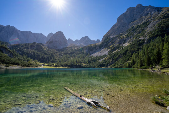 Alp lake with a tree