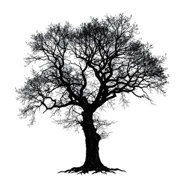 Old Tree Vector with Intricate Branches