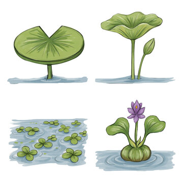 Illustrated aquatic plants with flowers and leaves in water setting transparent background