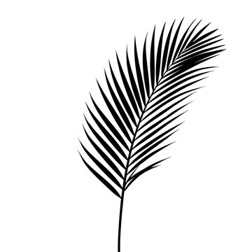 Black and White Tropical Compound Leaf Silhouette