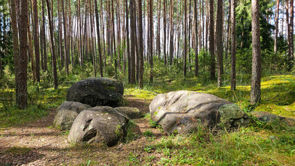 Large Boulders Resting in Pine Forest © vytautas