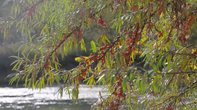Sea buckthorn branches heavy with orange berries over sunlit rippling water, backlit leaves with glossy droplets