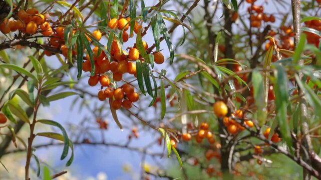 Close-up of sea buckthorn branches with glossy orange berries and gentle leaf movement in daylight