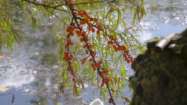 Drooping branch heavy with clustered orange berries over reflective pond under soft sunlight