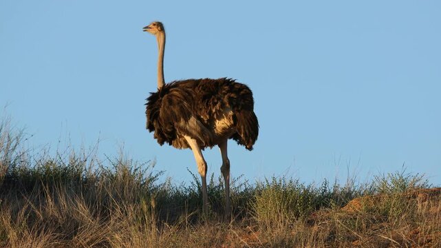 An ostrich (Struthio camelus) standing on a dune against a blue sky, Kalahari desert, South Africa