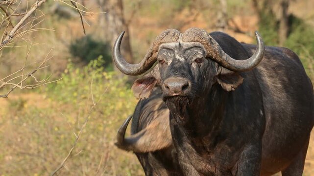 Portrait of an African or Cape buffalo (Syncerus caffer), Kruger National Park, South Africa