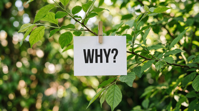 Question mark text on white paper pinned to tree branch green background represents seeking knowledge purpose during intellectual inquiry session.