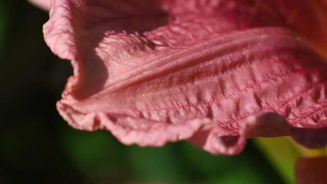 A macro shot of a pink flower petal, highlighting delicate texture, wrinkled surface, and soft lighting. Ideal for nature, floral, and beauty themes in stock portfolios.