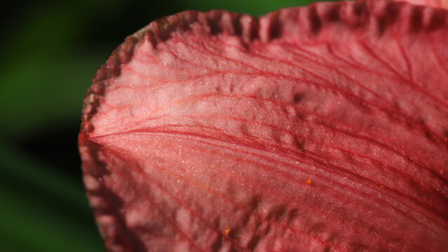 A close-up image of a pink leaf showing intricate veins, wrinkled surface, and a subtle glittery texture. Perfect for nature, botanical, and design projects needing vibrant color and organic detail.
