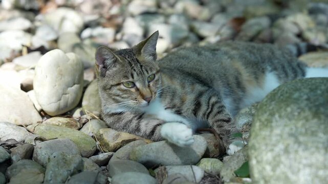 A cute and chubby tabby resting comfortably on the hard rocks at Putuo Mountain Scenic Area (4K)