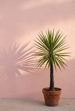Minimalist interior with potted palm plant and pink wall