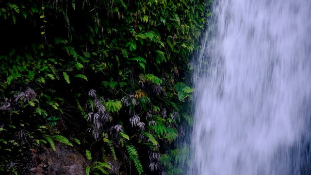 Close up of Tavoro waterfall with green ferns on sheer rock face in Bouma National Heritage Park on Taveuni Island, Fiji, South Pacific