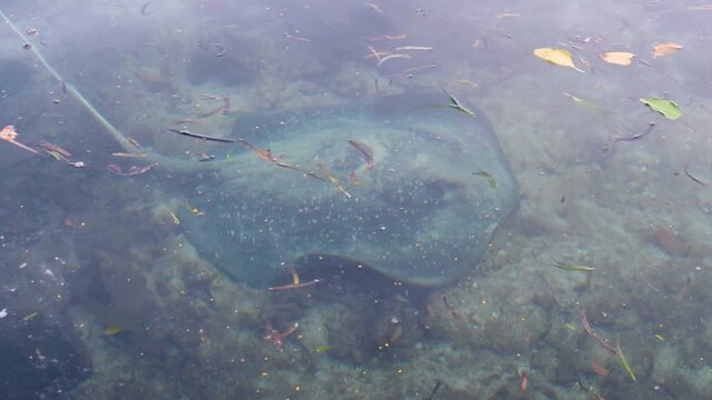 Stingray and fish swimming in shallow canals surrounding Nan Madol in Pohnpei, Federated States of Micronesia