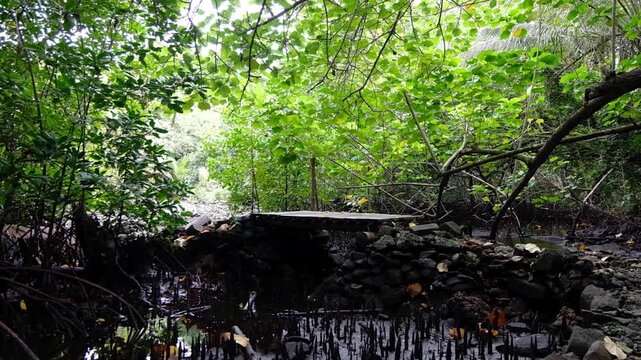 Forest walkway trail at Nan Madol archaeological site in Madolenihmw district of Pohnpei, Federated States of Micronesia