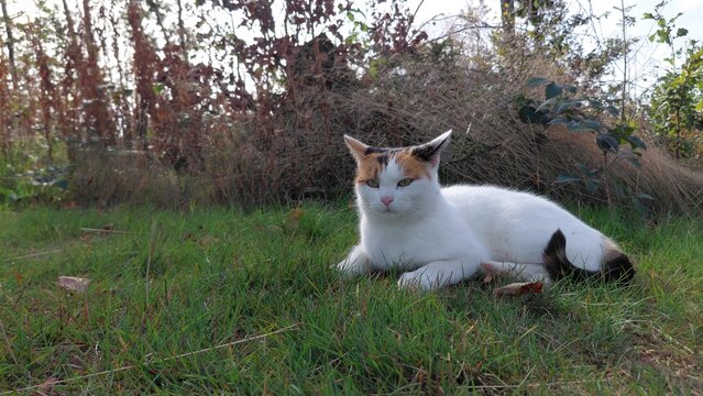 Calico Katze liegt achtsam auf der Wiese