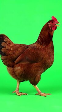 Brown organic farm chicken walking steadily across a bright green screen background for professional compositing and visual effects