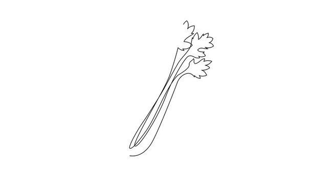 Minimalist continuous line drawing animation of fresh celery gradually forming on a clean white background