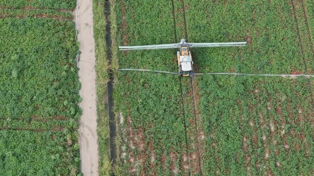 Processing tomato crop of Solanum lycopersicum with tractor mounted crop sprayer moving between dense rows near Piacenza, Emilia-Romagna, Italy, in intensive Po Valley farming, drone tracking