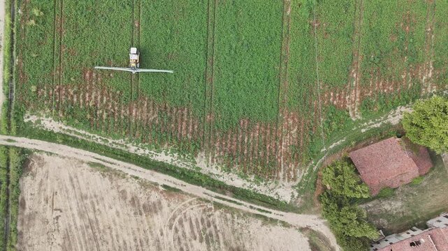 Processing tomato crop of Solanum lycopersicum with tractor mounted crop sprayer between dense rows near Piacenza, Emilia-Romagna, Italy, in intensive Po Valley farming, drone top down