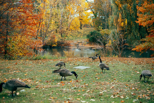 A flock of Canada geese grazing on a grassy lawn with vibrant autumn trees and a pond in Central Park, New York City, New York, USA.