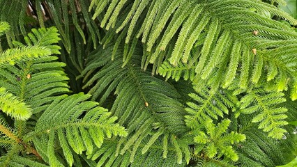 Lush green fern foliage with vibrant texture for nature-themed commercial designs © Arman Design