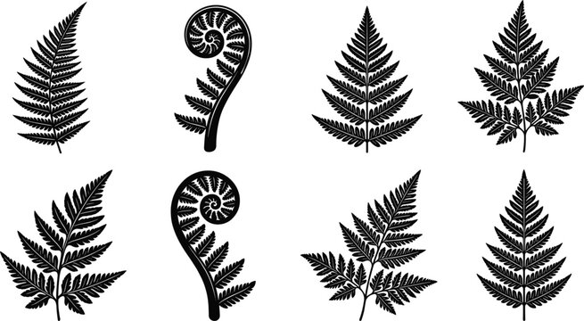 Collection of black fern leaf silhouettes including fiddleheads for tropical botanical and nature design concepts