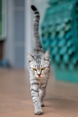 cat with blue eyes © Phannasit